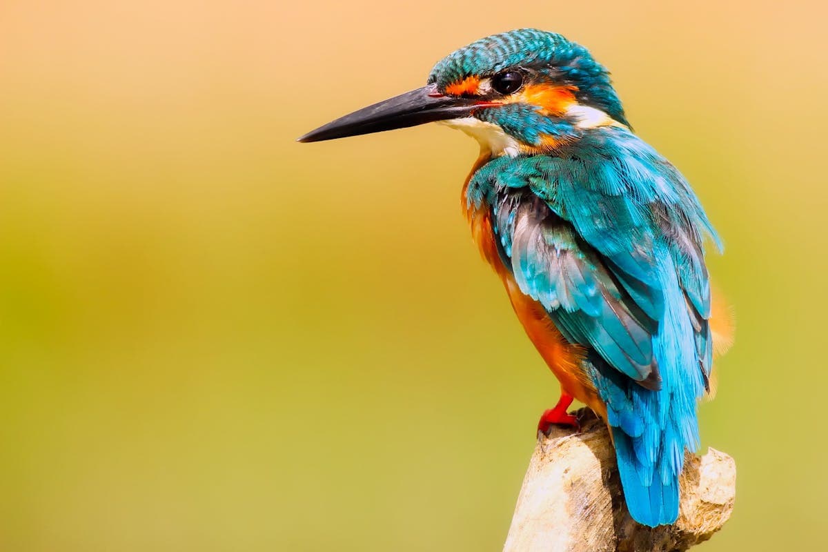 Bird Watching in Sri Lanka