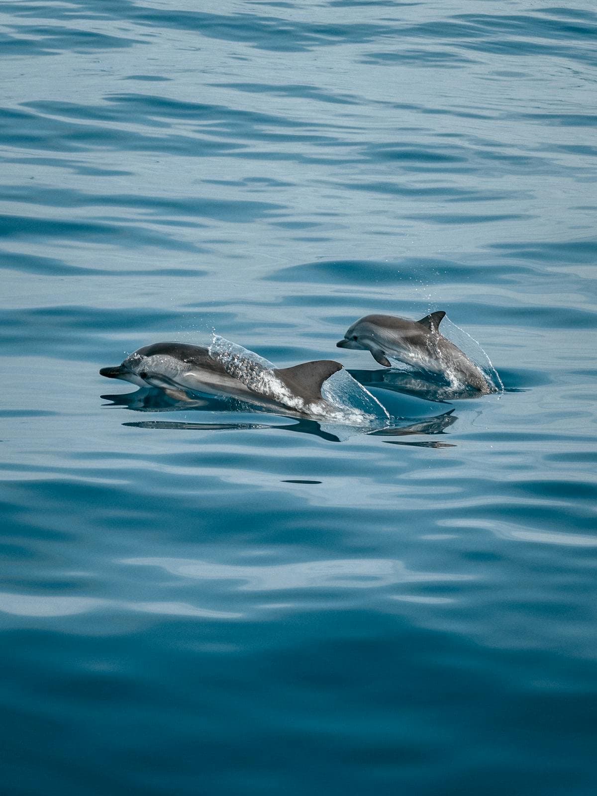 Dolphin Watching in Kalpitiya in Sri Lanka