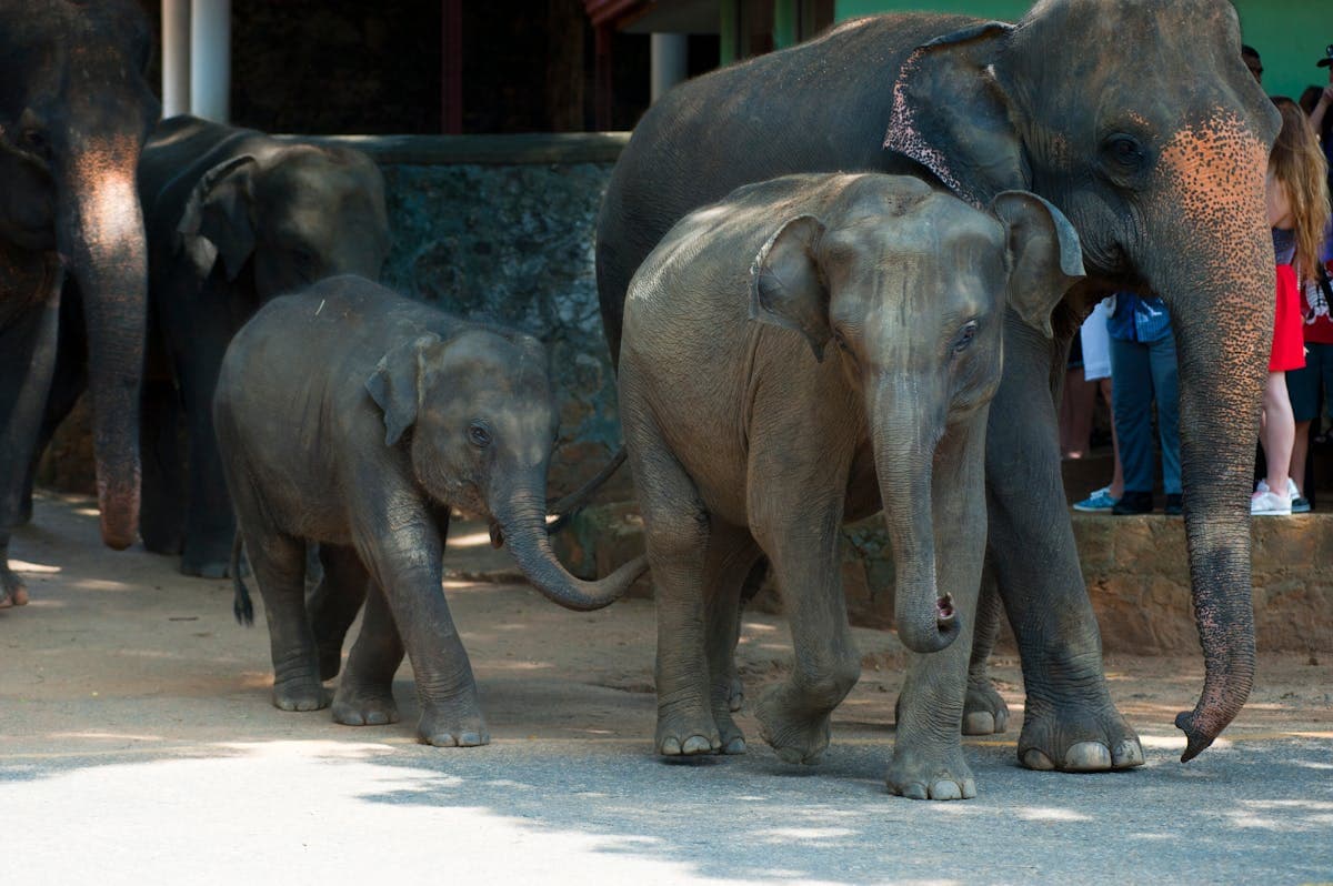 Elephant Gathering in Minneriya in Sri Lanka