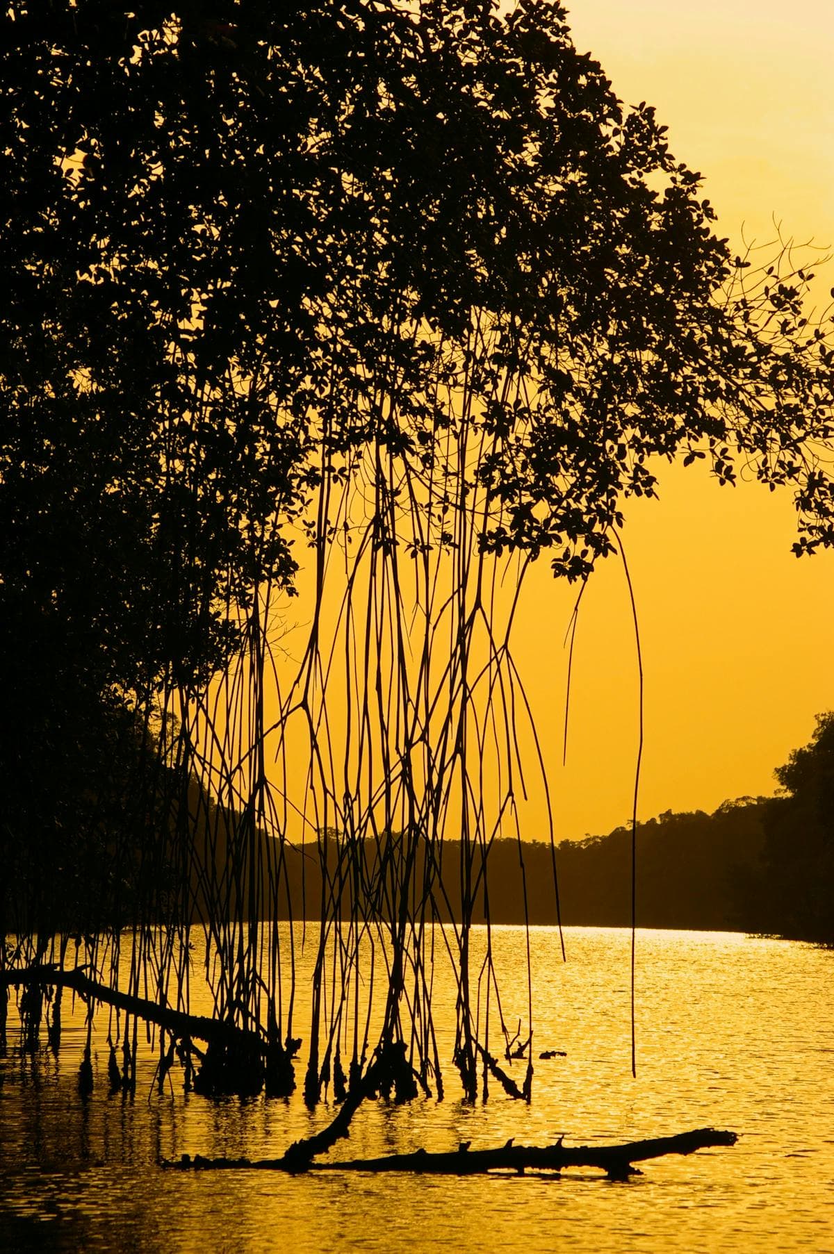 Madu River Boat Ride in Sri Lanka