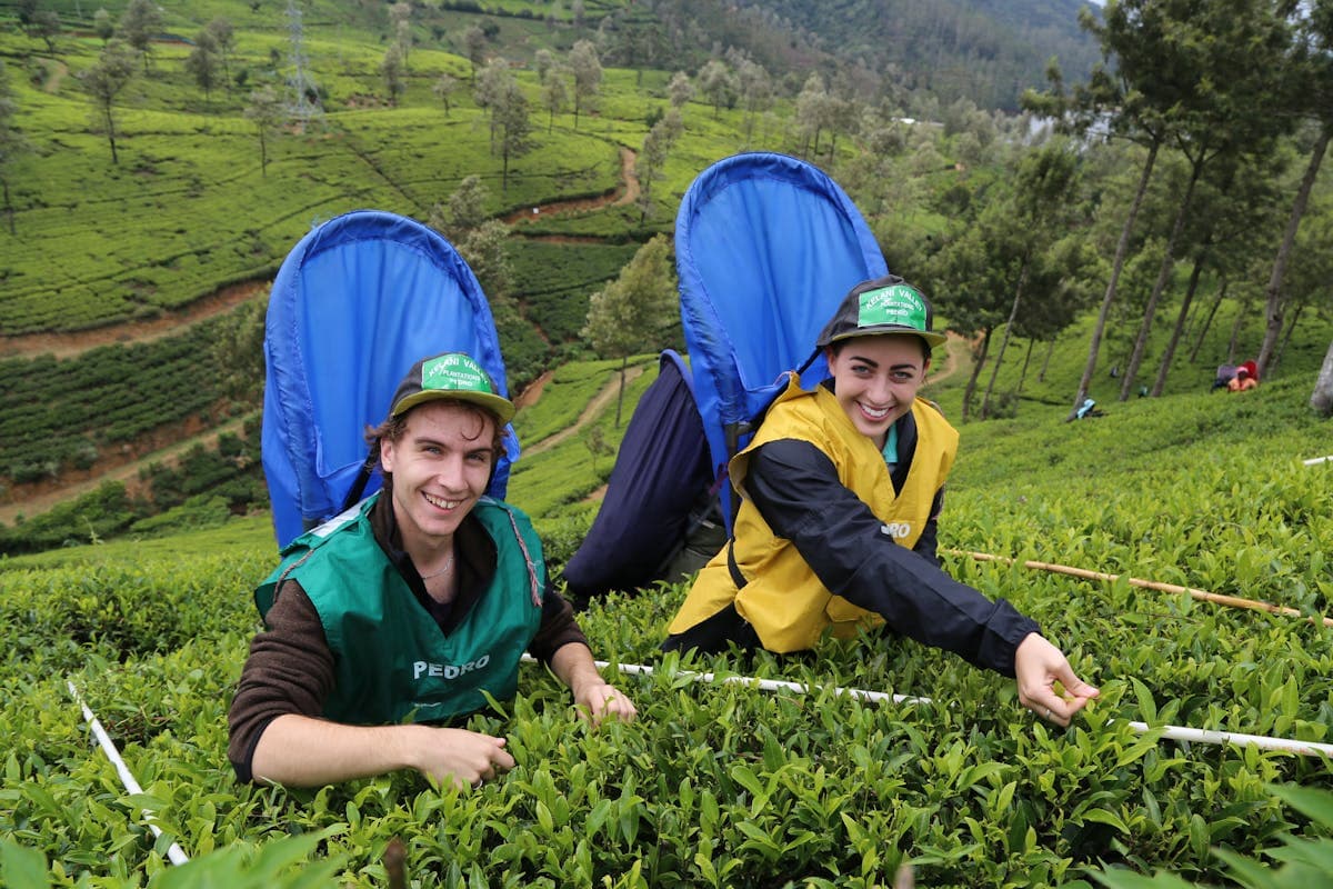 Tea Plucking Experience in Sri Lanka