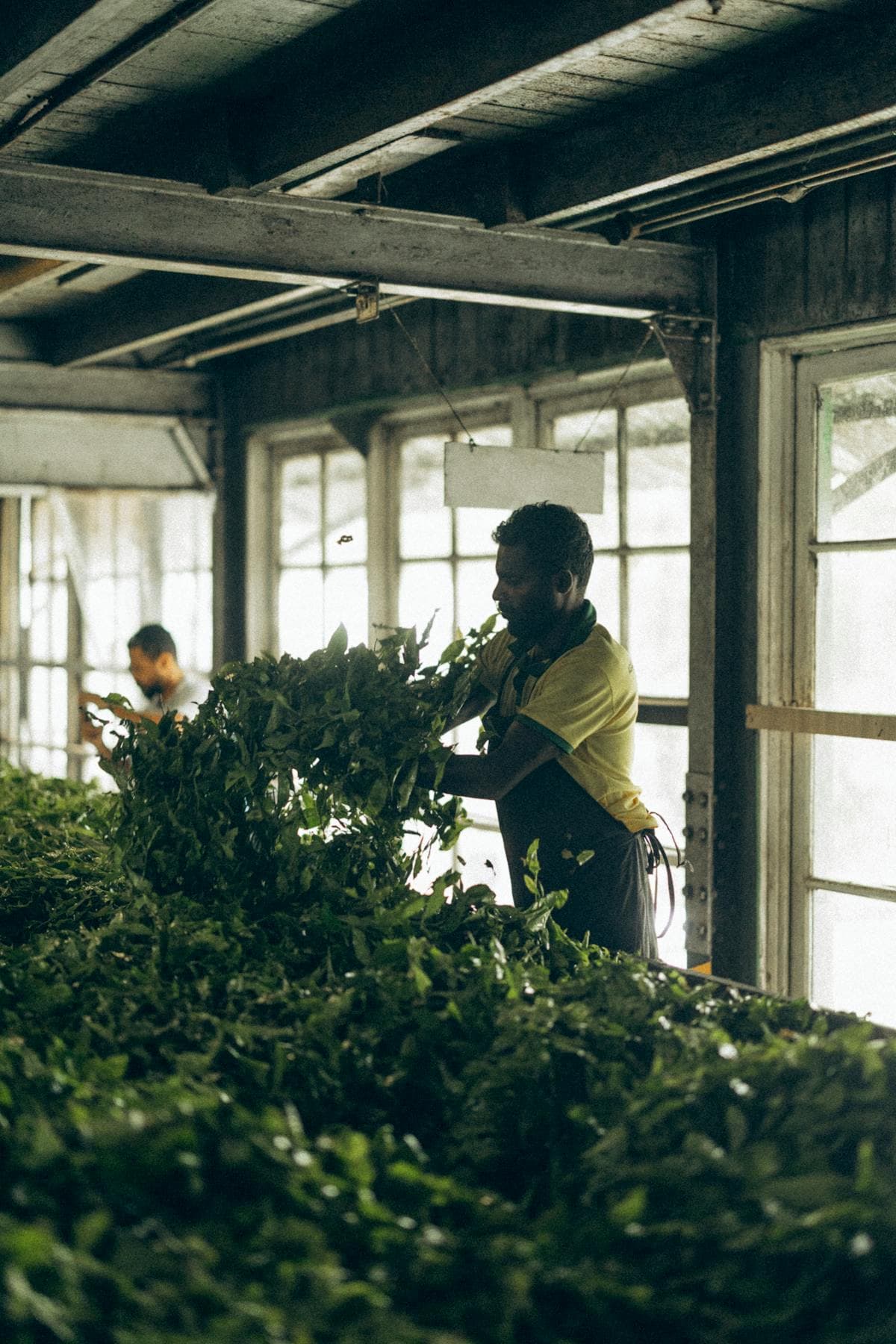 Visit a Tea Factory in Sri Lanka