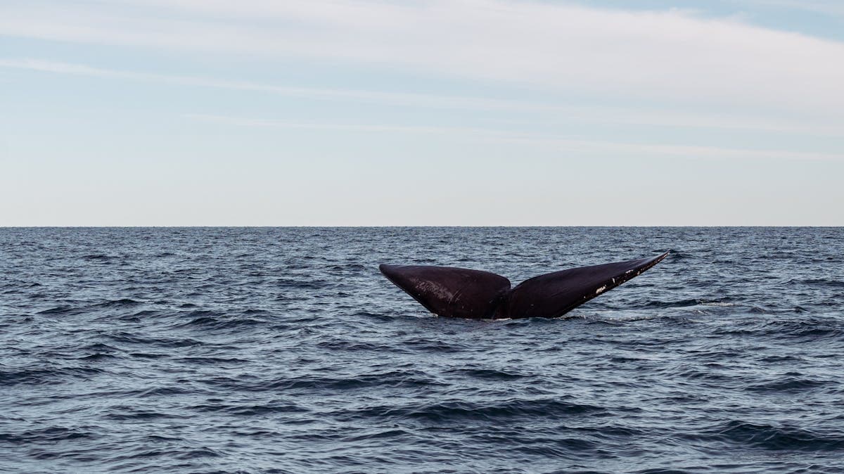 Whale Watching in Sri Lanka