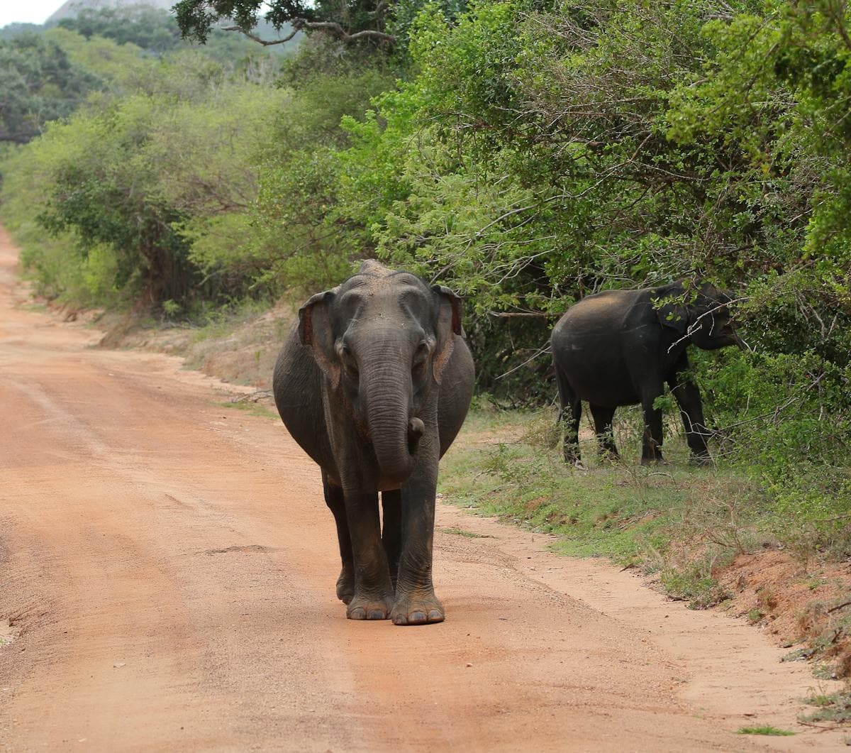 Minneriya National Park, Sri Lanka