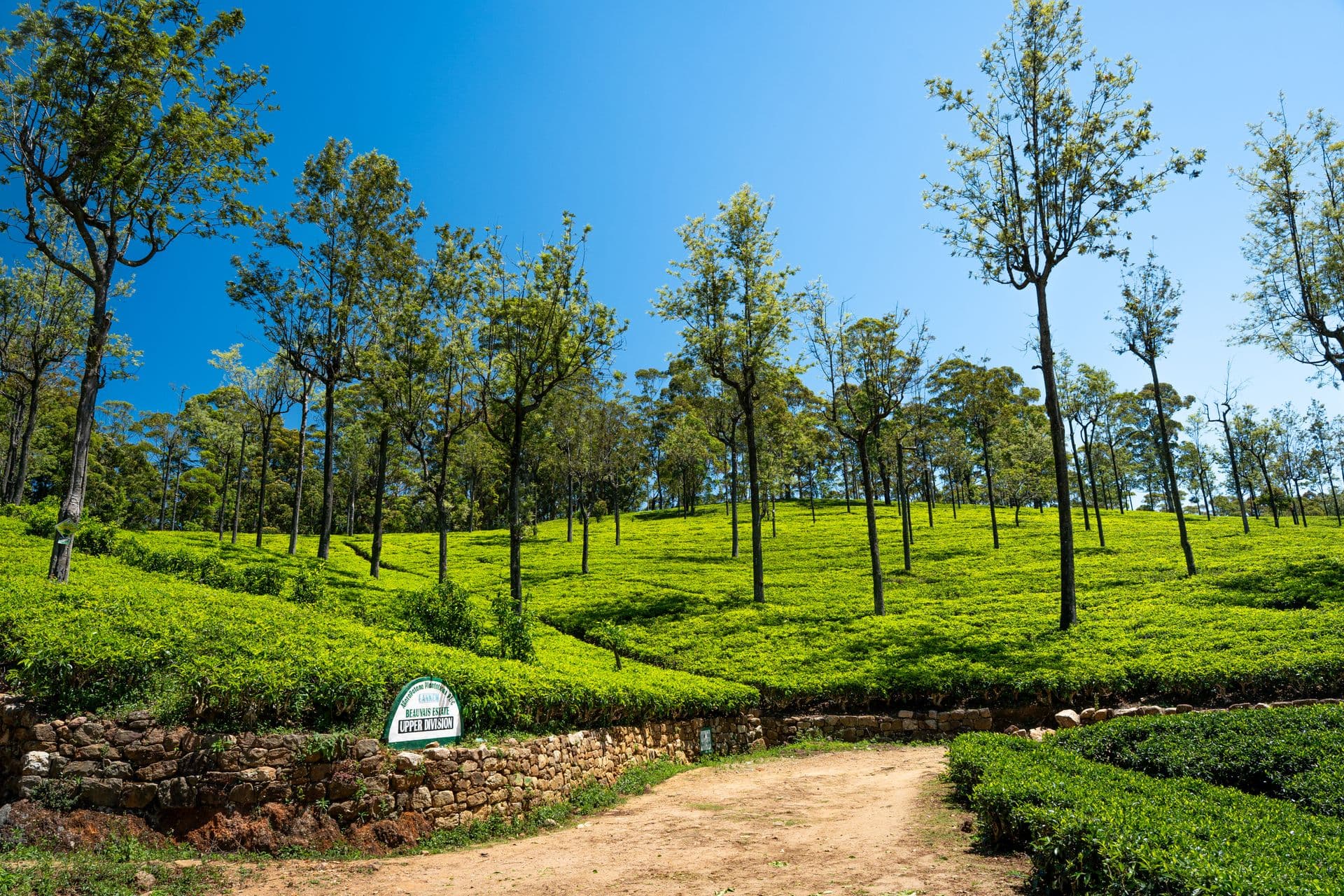 Lush tea plantations carpeting the Sri Lankan hill country