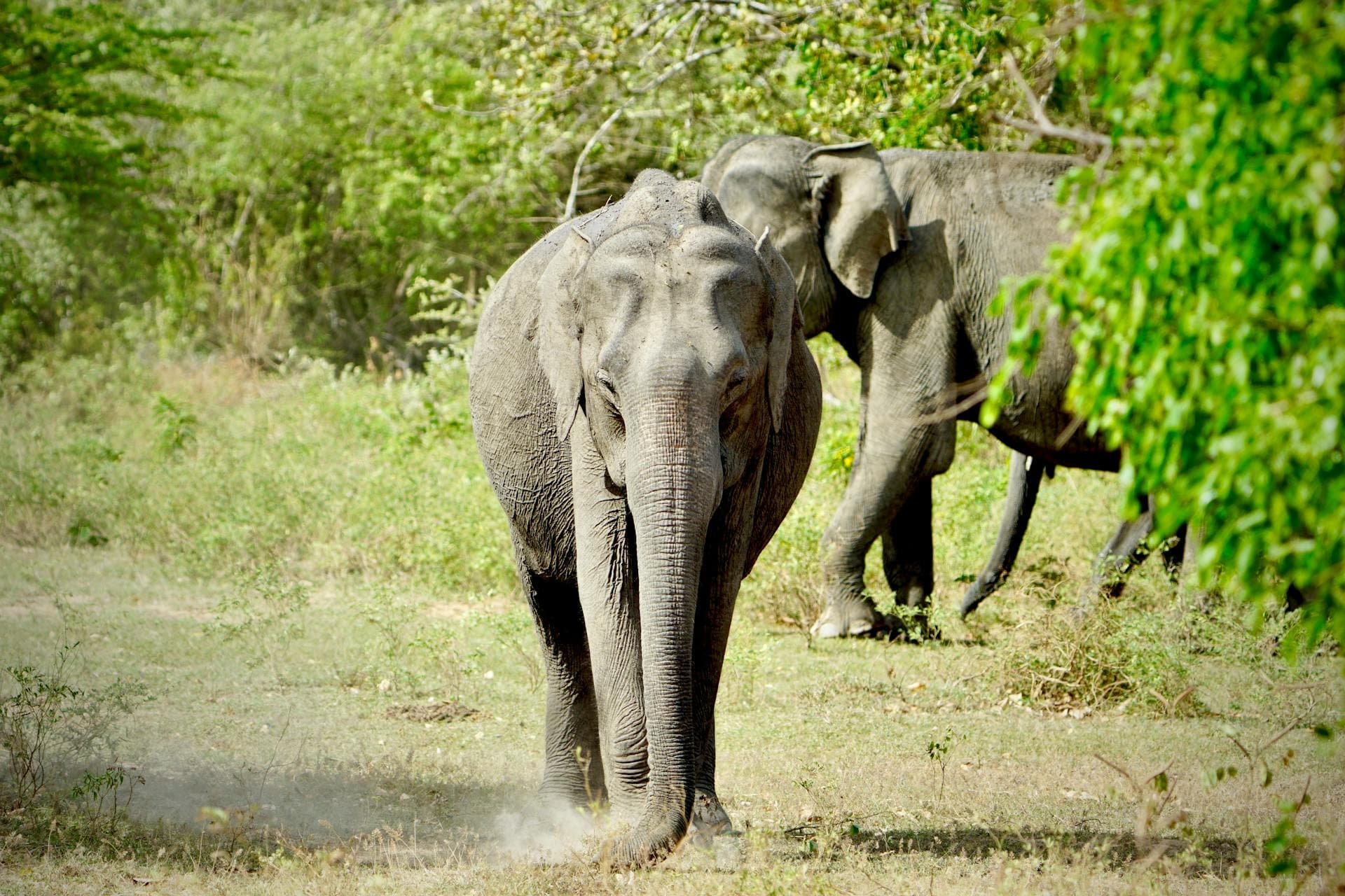 Wild elephants grazing on the open grasslands of Sri Lanka
