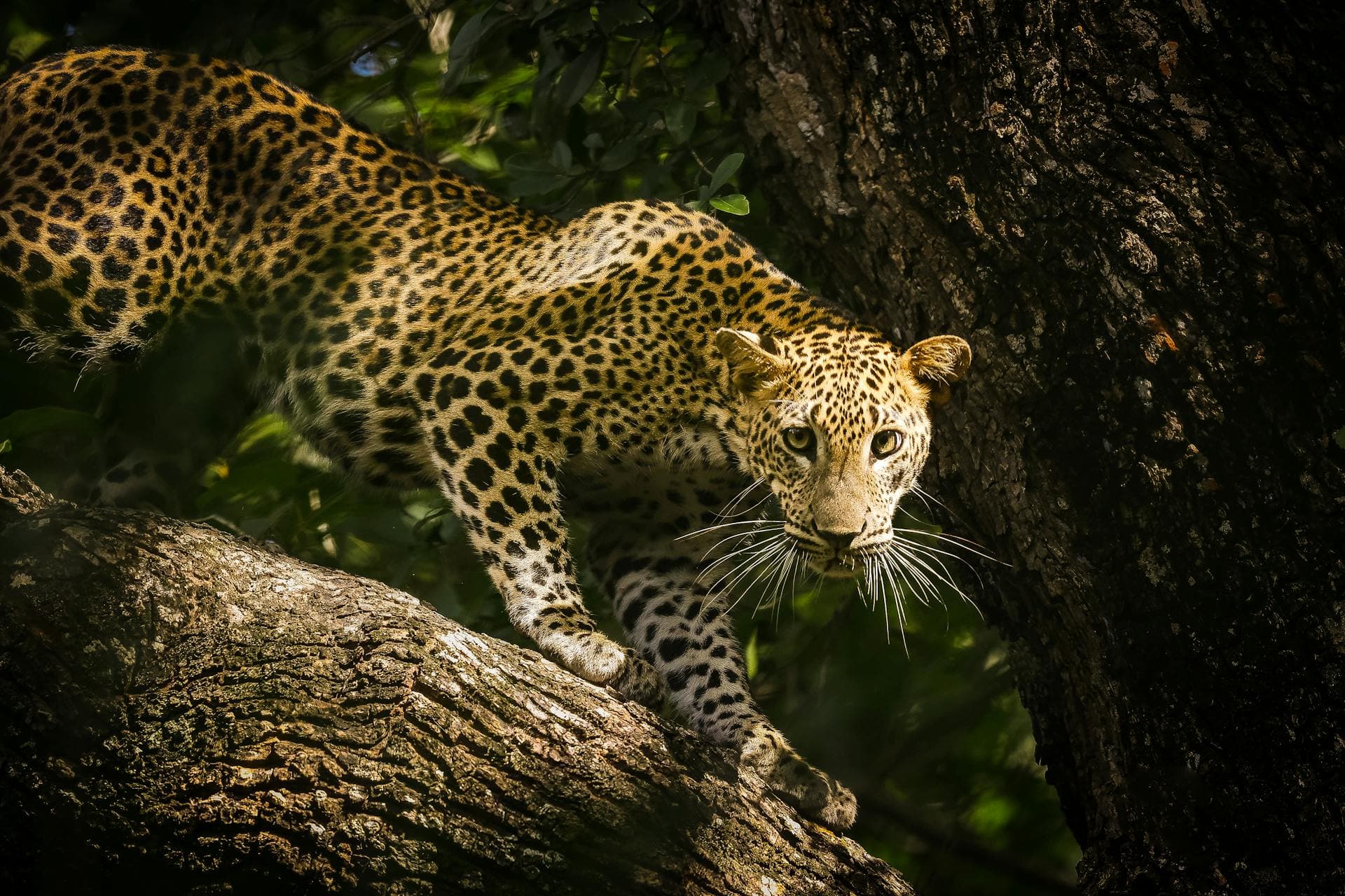 A Sri Lankan leopard resting on a tree branch in Yala National Park