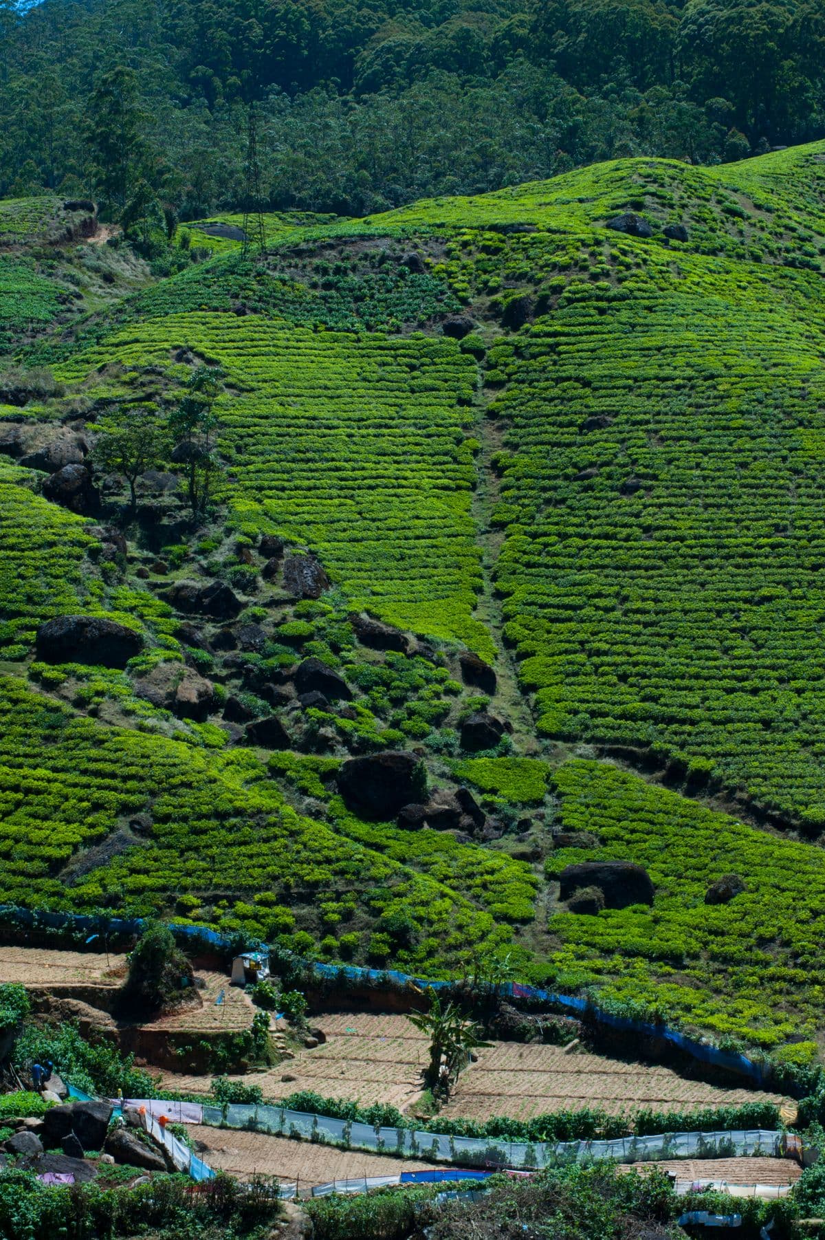 Vibrant green tea plantations covering the rolling highland hills of Nuwara Eliya, Sri Lanka