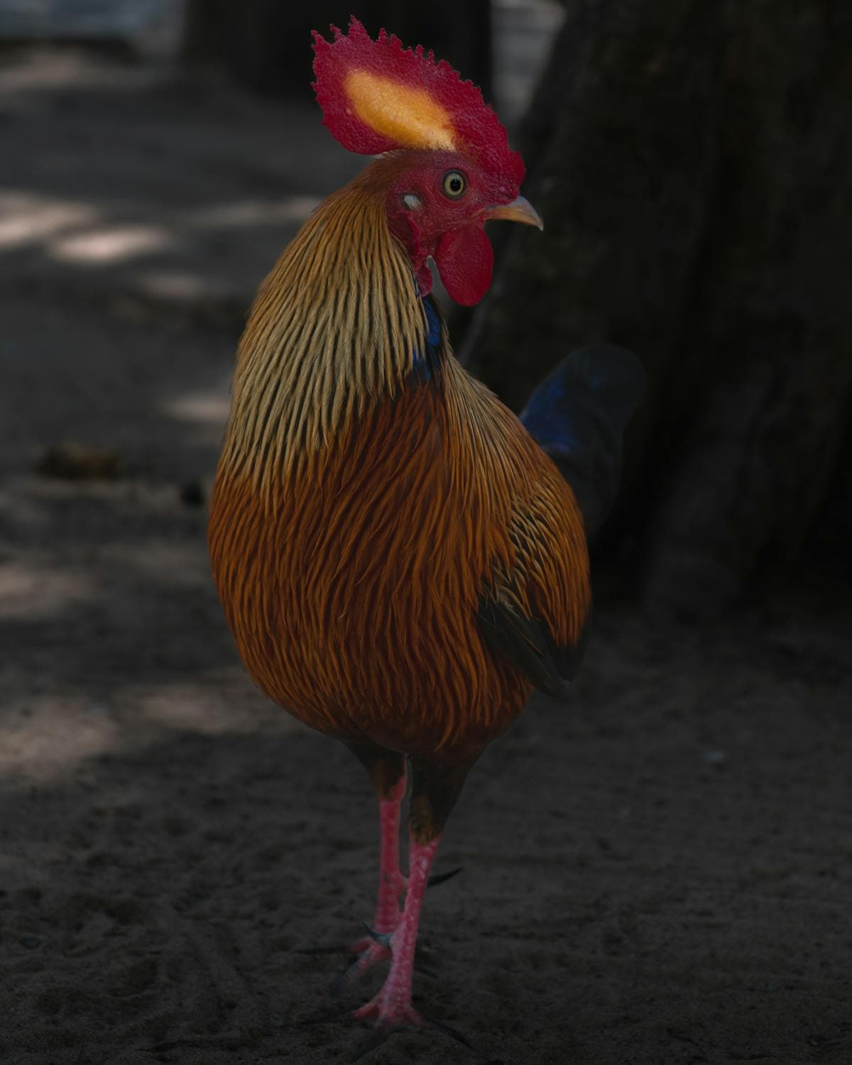 Bundala National Park, Sri Lanka