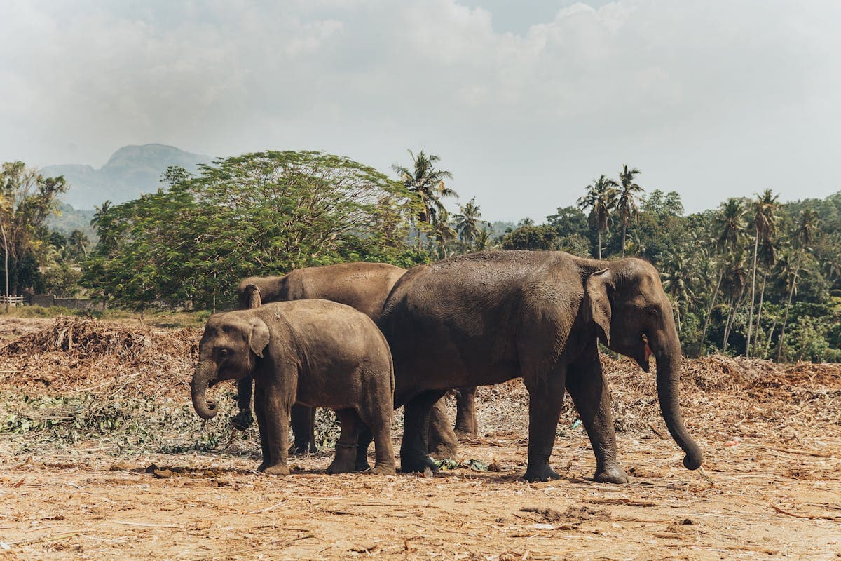 Pinnawala, Sri Lanka