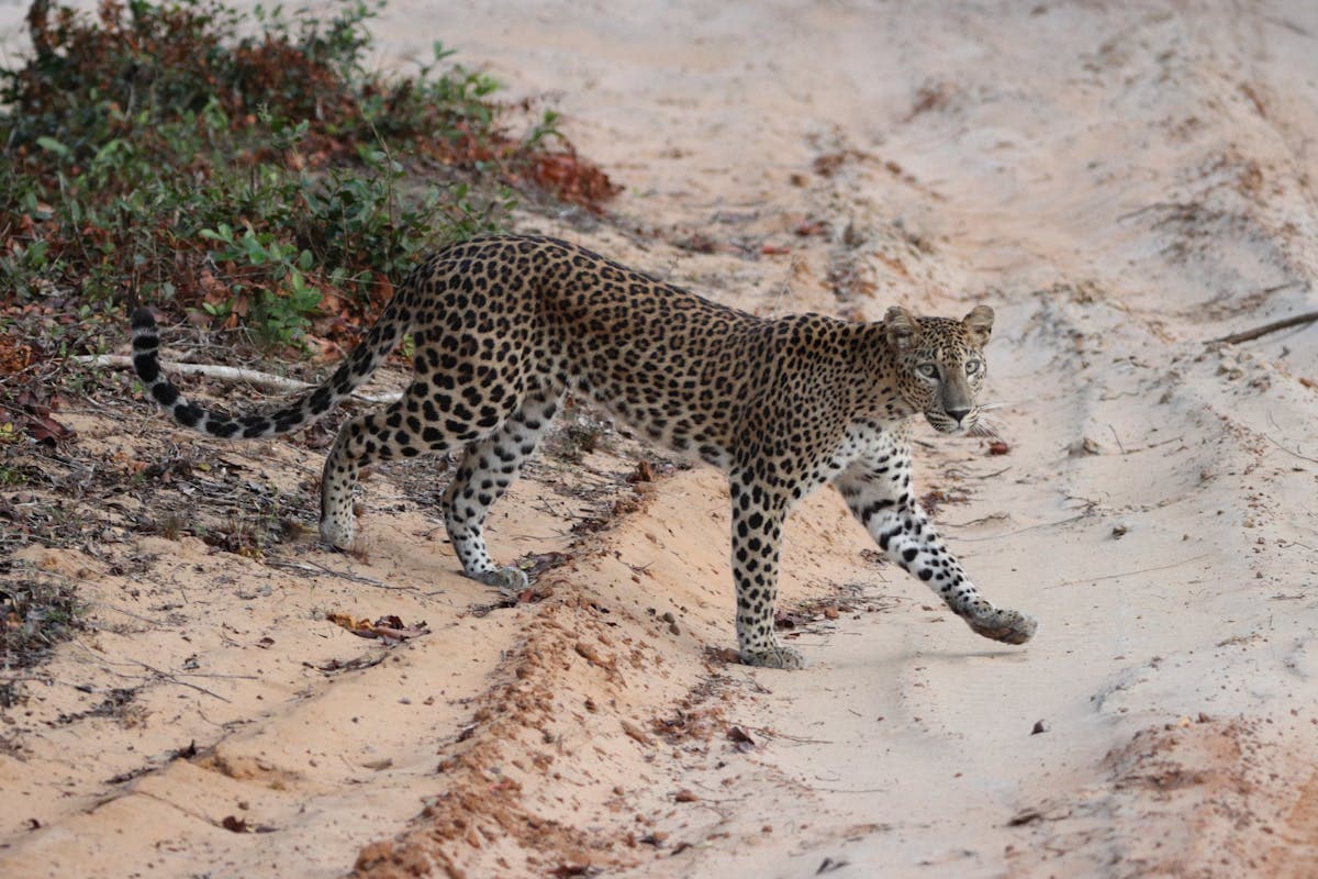 Wilpattu National Park, Sri Lanka